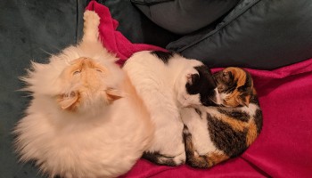 three cats