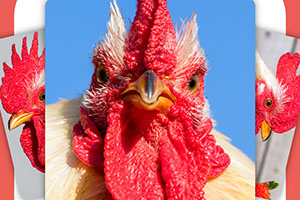rspca cockerel tinder