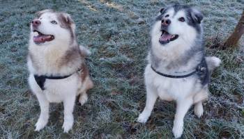 Joe and Zac RSPCA