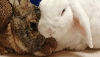 two rabbits