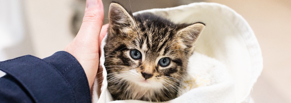 Learn what to do with Stray and Feral Cats RSPCA