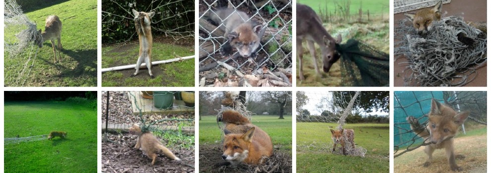 wildlife in netting rspca