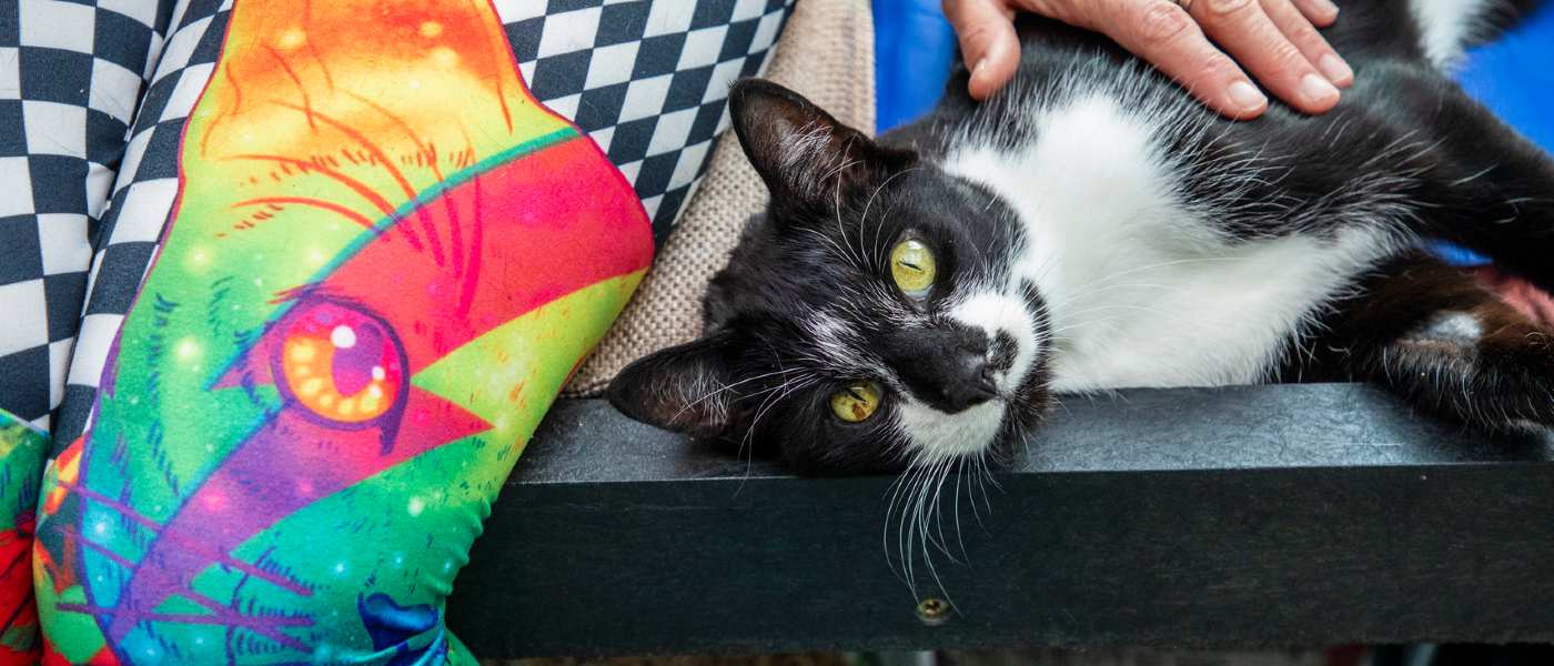 black and white cat lying sideways against a woman wearing colourful leggings