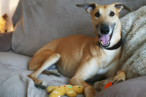 Tan lurcher dog named Minty lying on a grey sofa next to a plush gingerbread man toy.