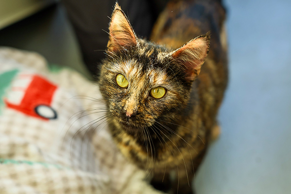 Tortoiseshell cat with bright yellow-green eyes standing near a blanket and looking up.