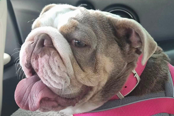 Grey and tan bulldog named Zeena wearing a bright pink harness with tongue flopped out.