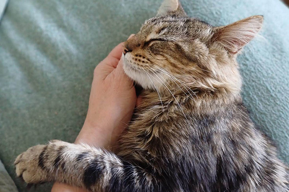 Brown tabby cat named Rigatoni sleeping soundly while resting head in human hand on soft cushion.