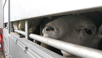Sheep being transported in a lorry the RSPCA is calling for a ban on live exports