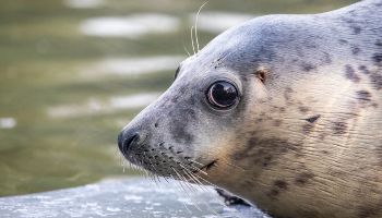 A grey seal undergoing rehabilitation at West Hatch Wildlife centre.