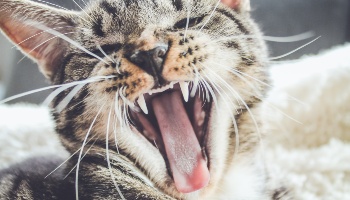 Cat sneezing