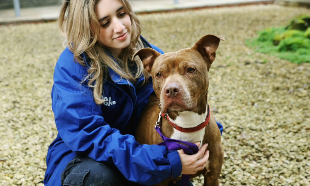 A woman wearing a bright blue RSPCA jacket smiles warmly as she crouches next to a brown and white dog outdoors on a gravel surface. She gently holds the dog's purple leash and rests her hand on its chest, capturing a caring moment between them.