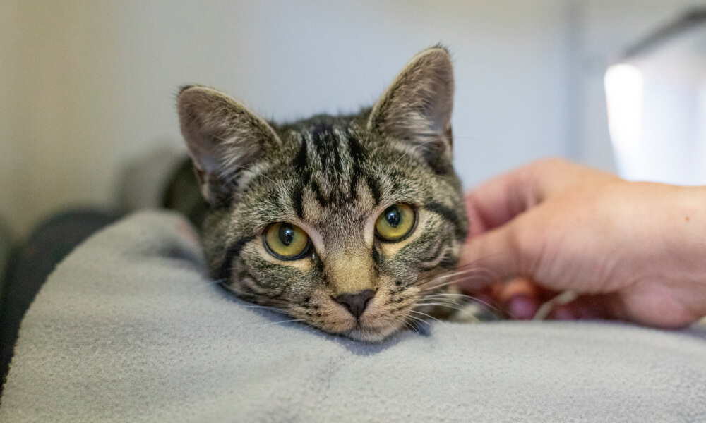 A relaxed tabby cat with bright yellow-green eyes rests its head comfortably on a soft grey blanket. A person's hand is seen gently petting the side of the cat's face, capturing a calm and affectionate moment.