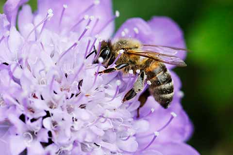 Close-up pollinator bee on a purple flower.