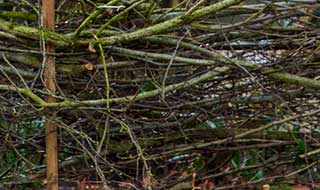 build a dead hedge with twigs and prunings held in place with using stakes in the ground