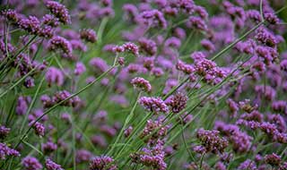 verbena and other winter flowers are great polliantors for attracting wildlife to your garden