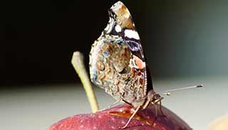create a butterfly feeder using fruit to attract butterflies to your garden space