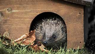 build a hedgehog house to offer a safe haven for wild hedgehogs in your garden