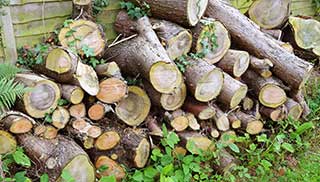 a logpile in the garden create a home for wildlife