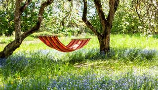 meadows and wildflowers are great homes for insects and wildlife