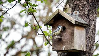 nesting boxes in the garden encourage birds to visit