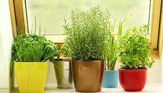 potted herbs on a windowsill