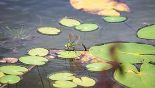 ponds create a home for all types of wildlife in your garden