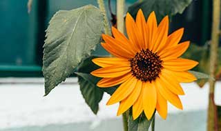 sunflowers and other summer flowers are great polliantors for attracting wildlife to your garden