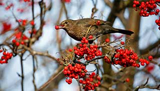 berries provide much needed food for wildlife in your garden