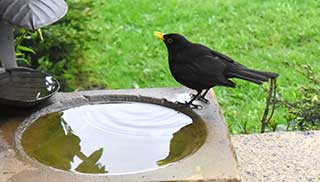 you can create an easy bird bath in your garden