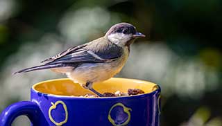 use simple household items to create a bird feeder to encourage birds to your outdoor space