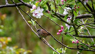 fruit trees like an apple tree provides a home and food for wildlife