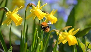 spring pollinators such as daffodils are important for wildlife to thrive