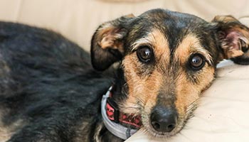 Maisie was rescued by an RSPCA inspector and has now made a full recovery
