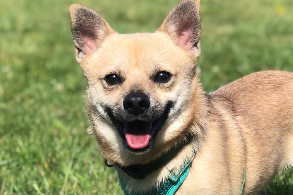 A close-up of a rescue dog called Trip standing outside.