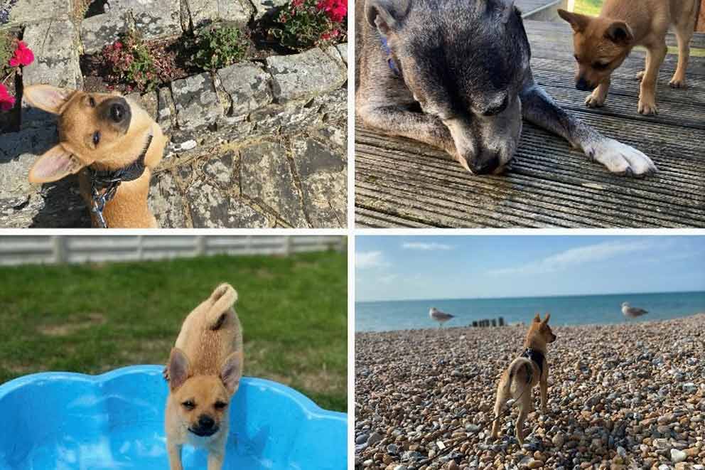 A montage of successfully rehomed dogs in their new surroundings.