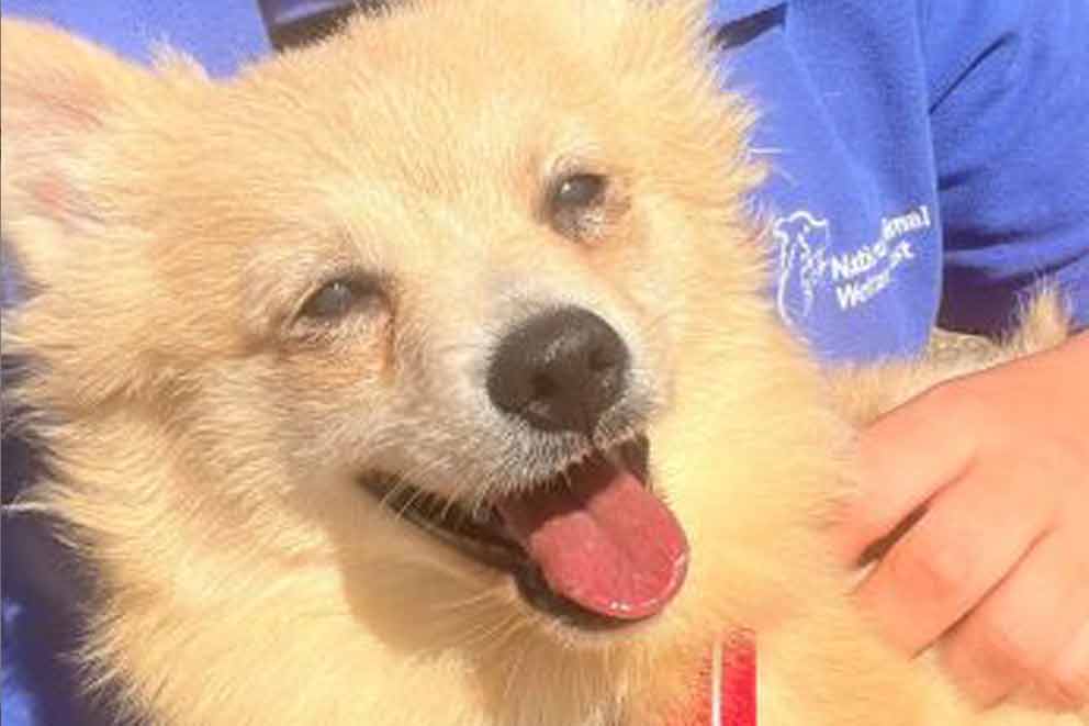 A happy looking dog with their tongue out enjoying a cuddle with an animal care officer.