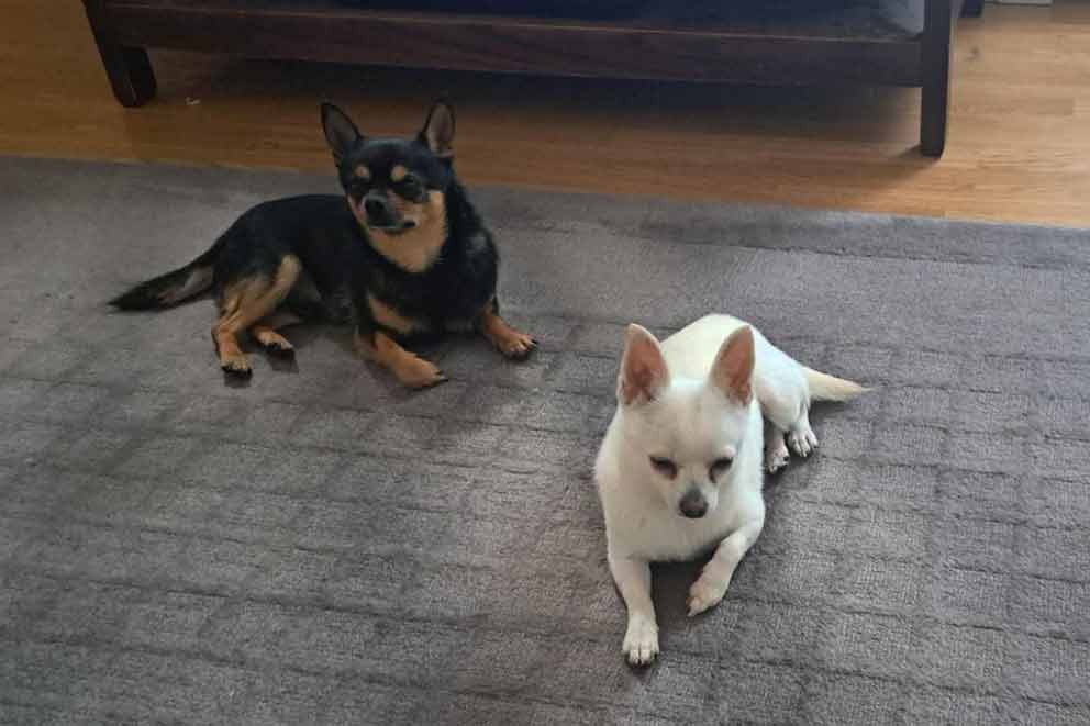 Two dogs lying together on and indoor rug.