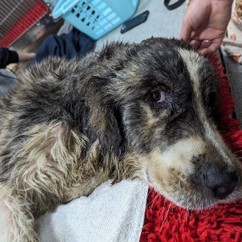 Badger the dog after the rescue took place