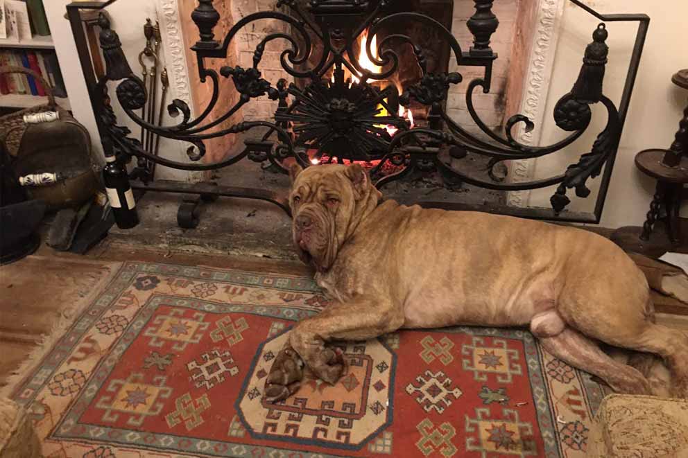 Eton, a dog, lying along a rug next to a fireplace