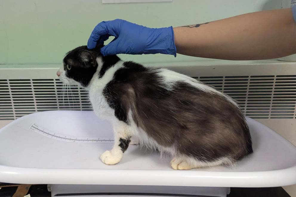 A rescued cat being checked by the vet ready for being rehomed.