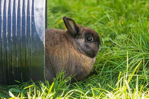Rabbit behaviour | rabbit advice and welfare | rspca advice - RSPCA ...