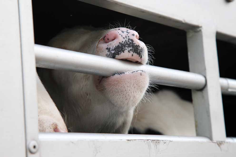 A cow biting down on the bars of a truck in transit.