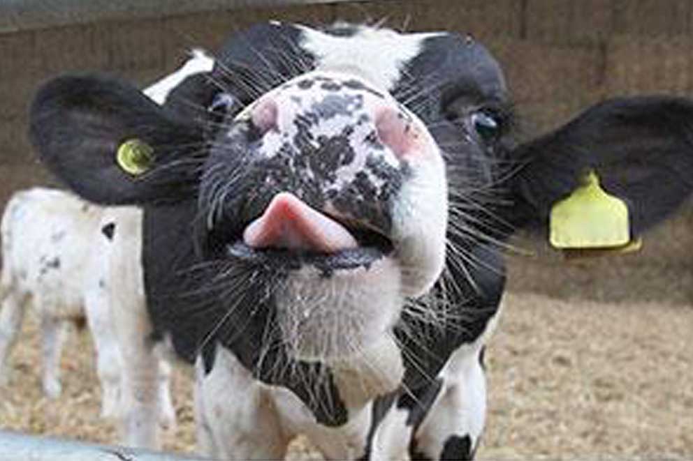 Close-up of a cow's face withh tongue poking out standing in a barn.