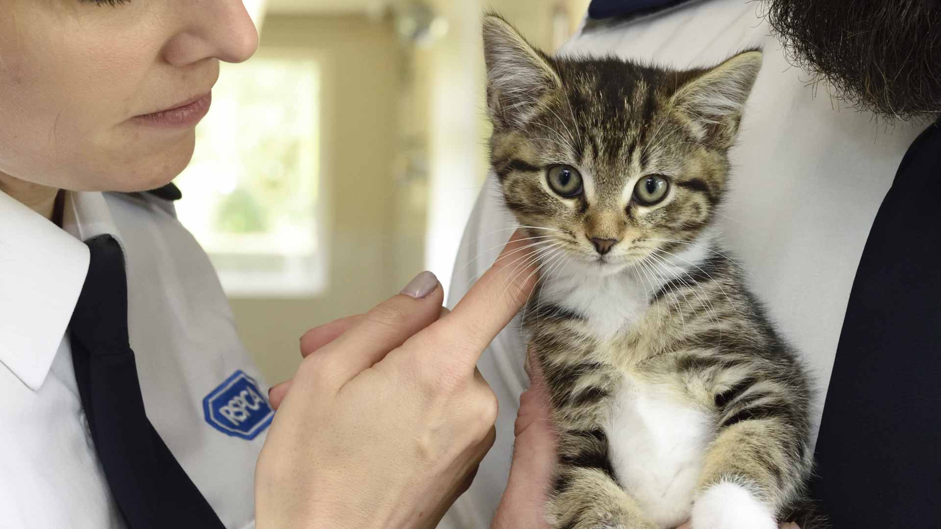 Two RSPCA inspectors stroking a rescued kitten