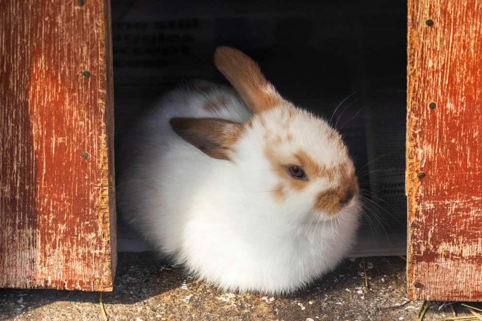 A white rabbit with light brown patches sits in their hutch.