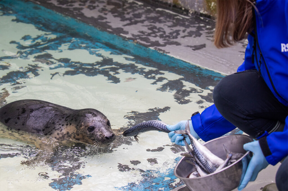Your support helps the RSPCA to rehabilitate rescued animals like this seal