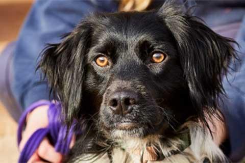 RSPCA charity raffle | RSPCA - RSPCA - rspca.org.uk