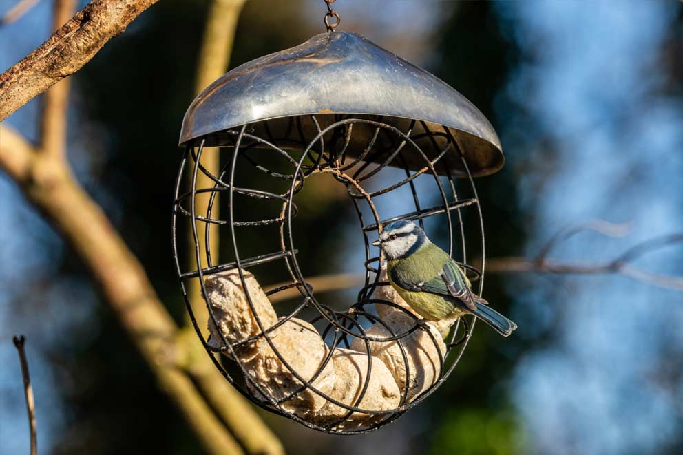 A Blue tit on a fat ball feeder.