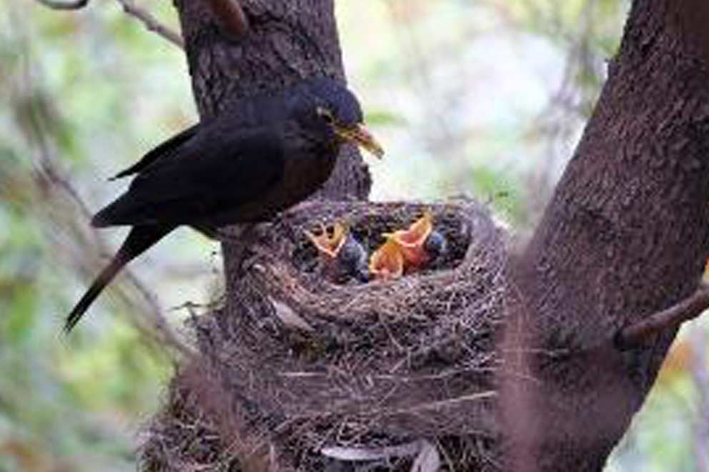 Blackbird feeding their chicks in a nest in a tree.