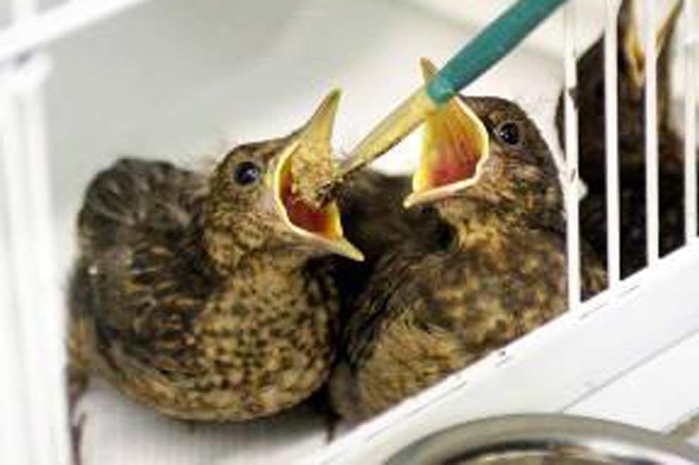 Two baby birds being spoon fed.
